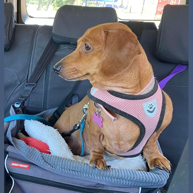 Photo of Bentley And Paulina