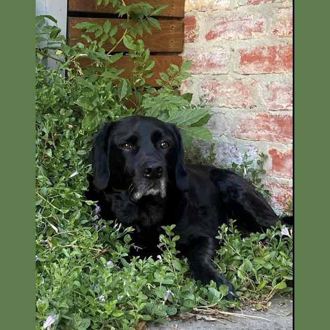 Photo of Tetley Valenti