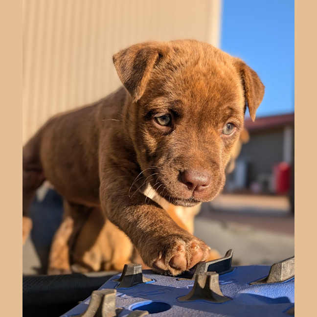 Photo of Duchess
