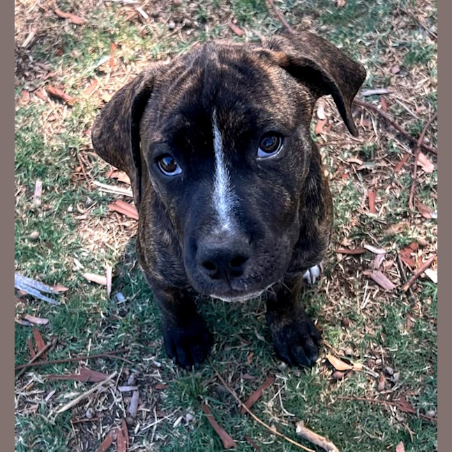 Photo of Banjo