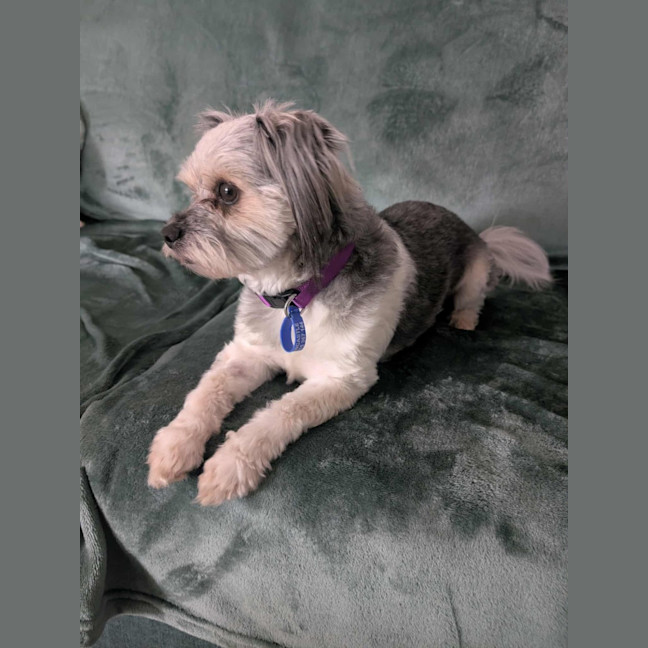 Photo of Arlo   2 Year Old Maltese X