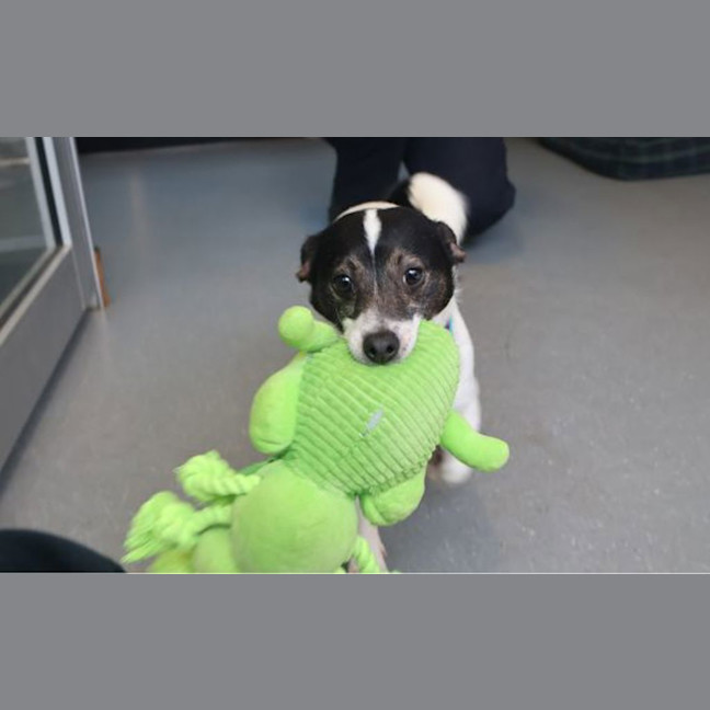 Photo of Lucky