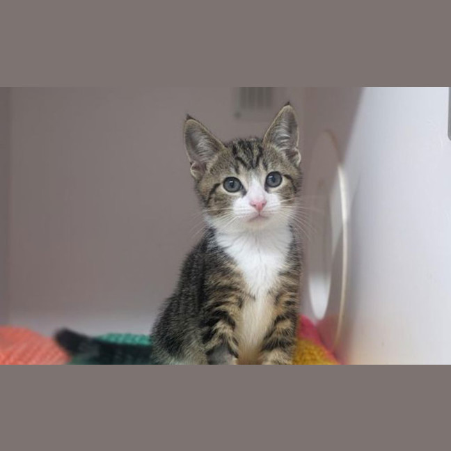 Photo of Biscuit