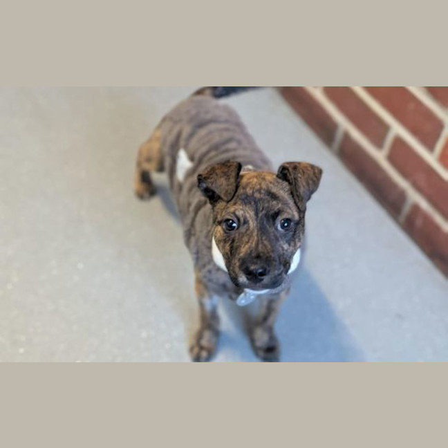 Photo of Bentley