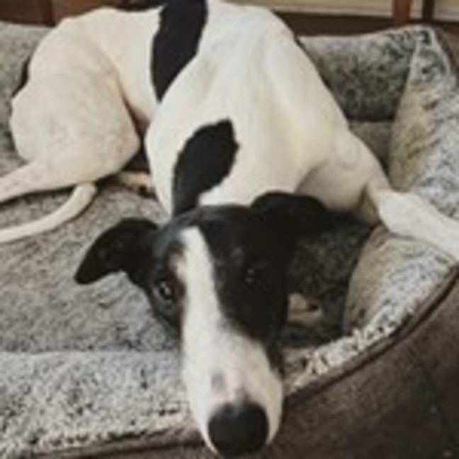 Photo of Hallee