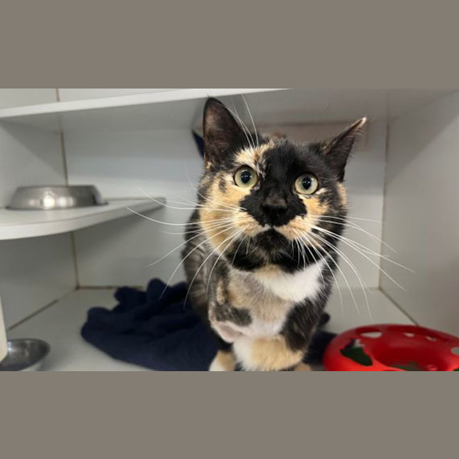 Photo of Lady Whistlemeow