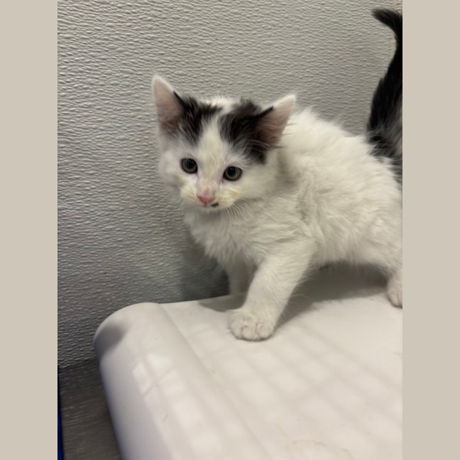Photo of Little 3