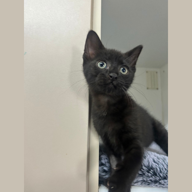 Photo of Noctra