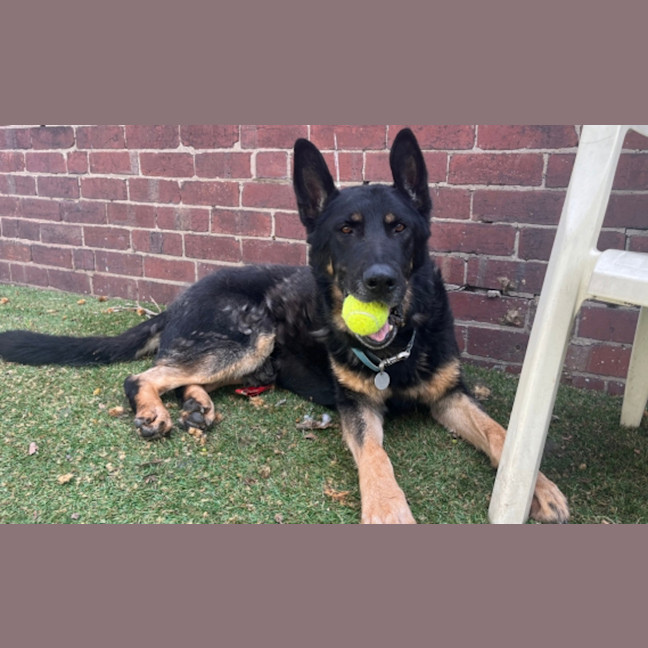 Photo of Rex
