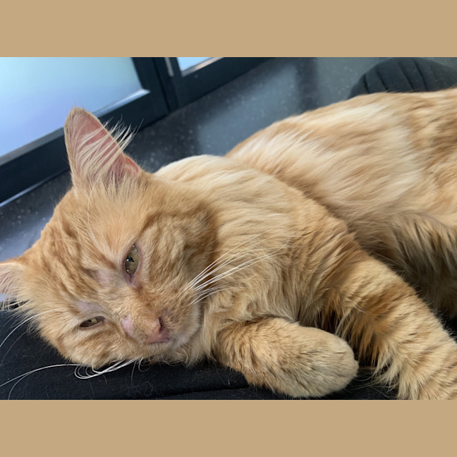 Photo of Comet