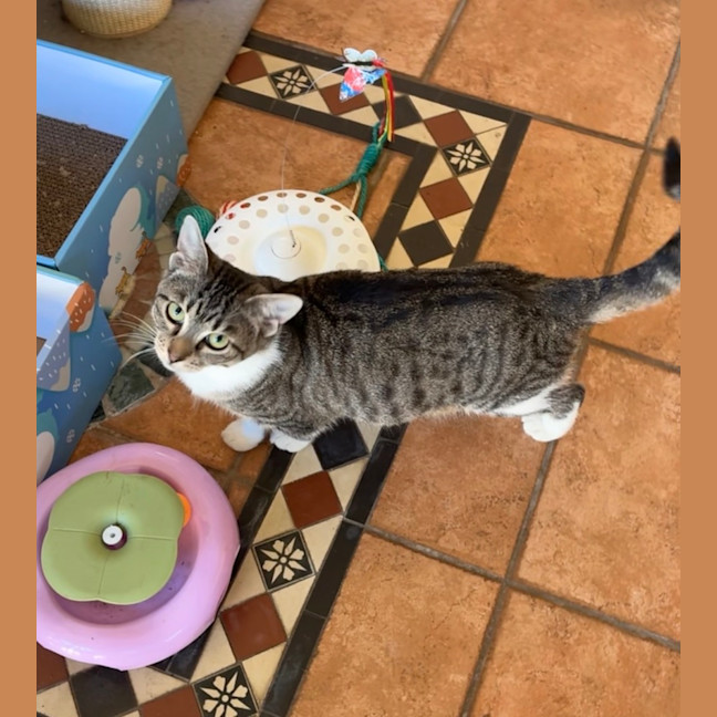 Photo of Clover