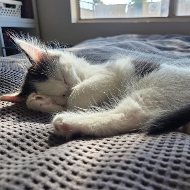 Photo of Jellybean