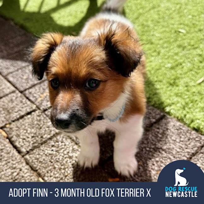 Photo of Finn   3 Month Old Fox Terrier X