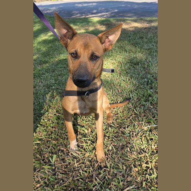 Photo of Phoenix