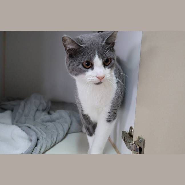 Photo of Pickle