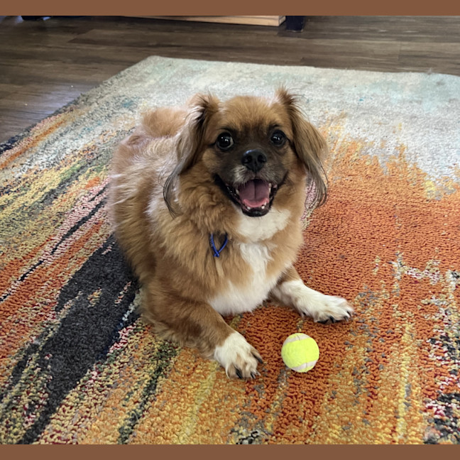 Photo of Matcha 💖Tibetan Spaniel (On Trial 3/2/26)