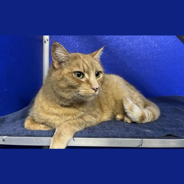 Photo of Butternut