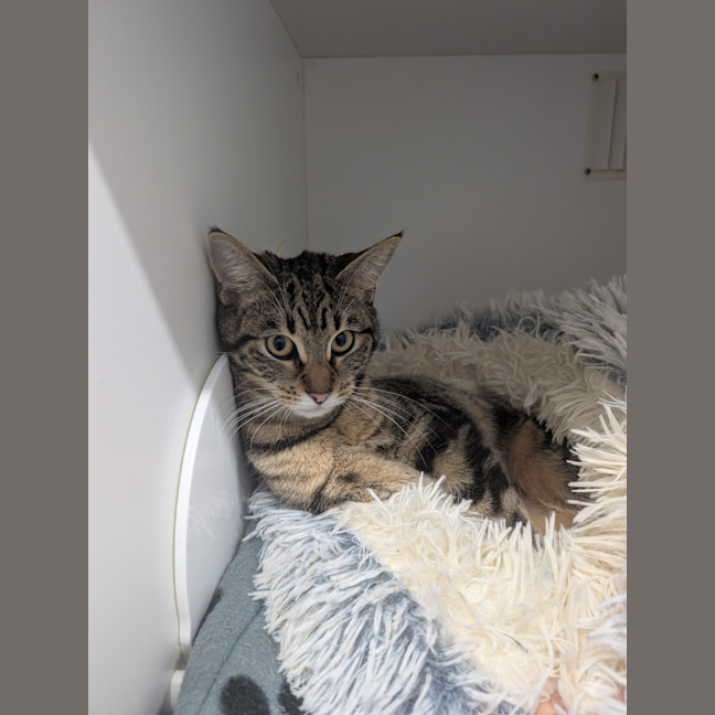 Photo of Louie