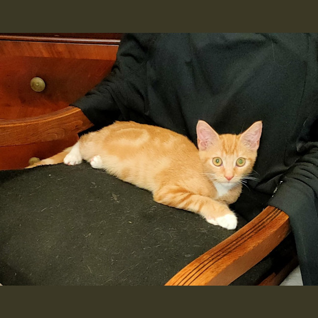 Photo of Peanut