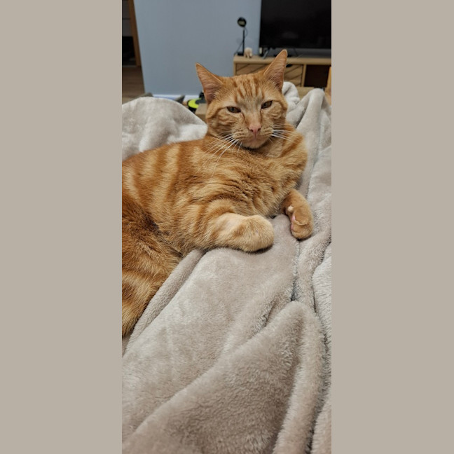 Photo of Simba