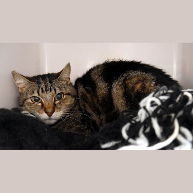 Photo of Stripes Sua014346