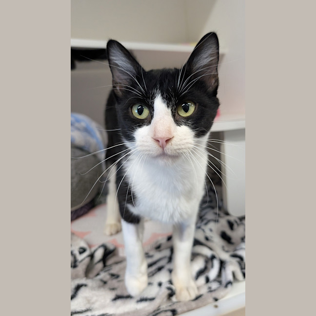 Photo of Morticia