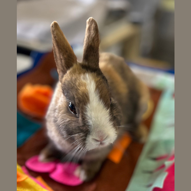 Photo of Ginger Snap