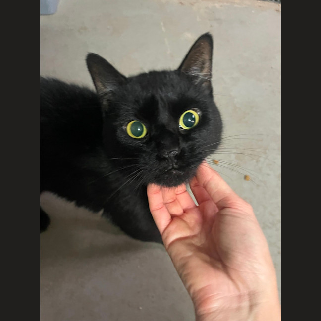 Photo of Liquorice