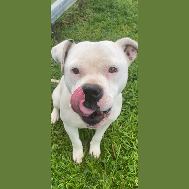 Photo of Casper