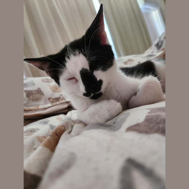 Photo of Hallie (Jalapeño)