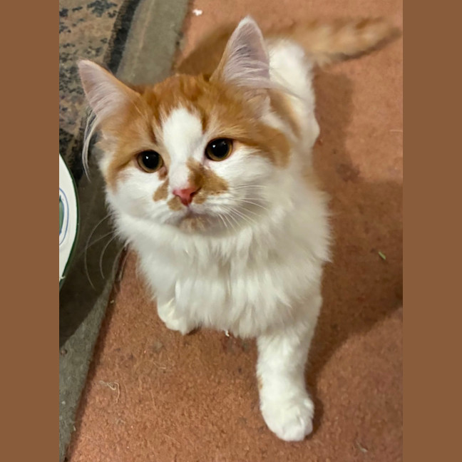 Photo of Simba