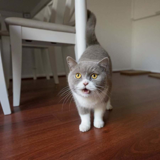 Photo of Teddy