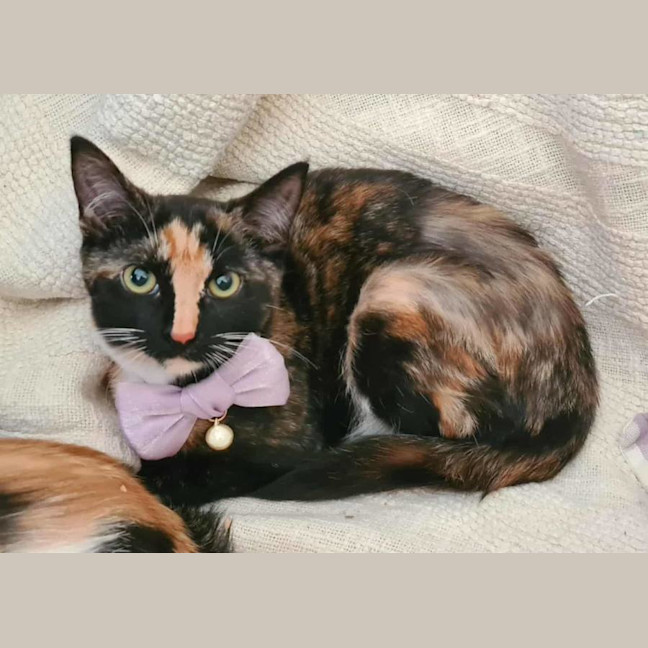 Photo of Phoenix And Helia