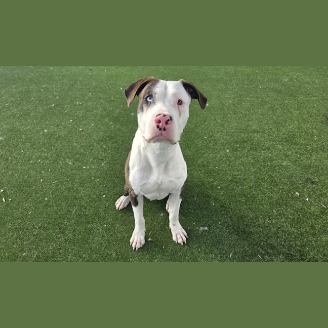 Photo of Rex Imp 949