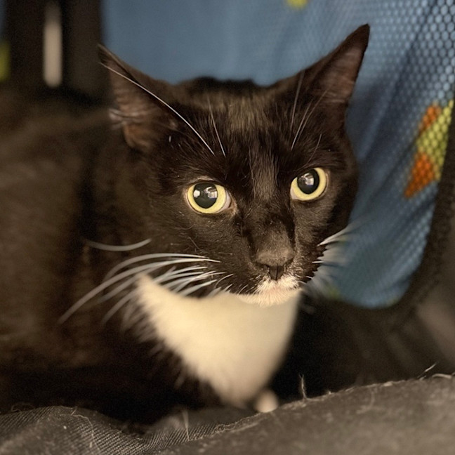 Photo of Harvey