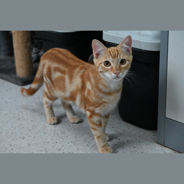 Photo of Pappardelle