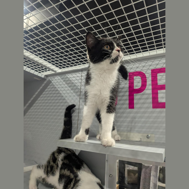 Photo of Artemis 