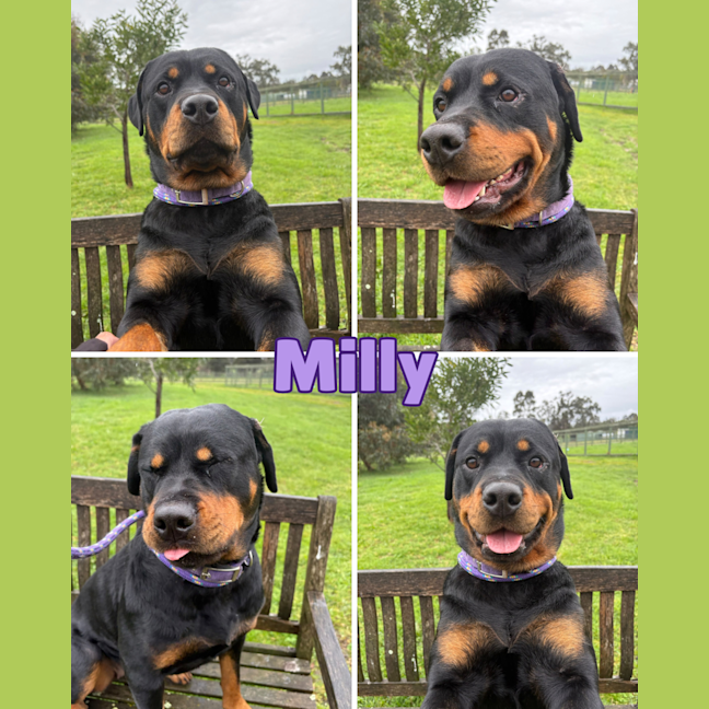 Photo of Milly
