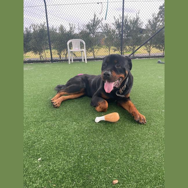 Photo of Bouncer Imp 1457