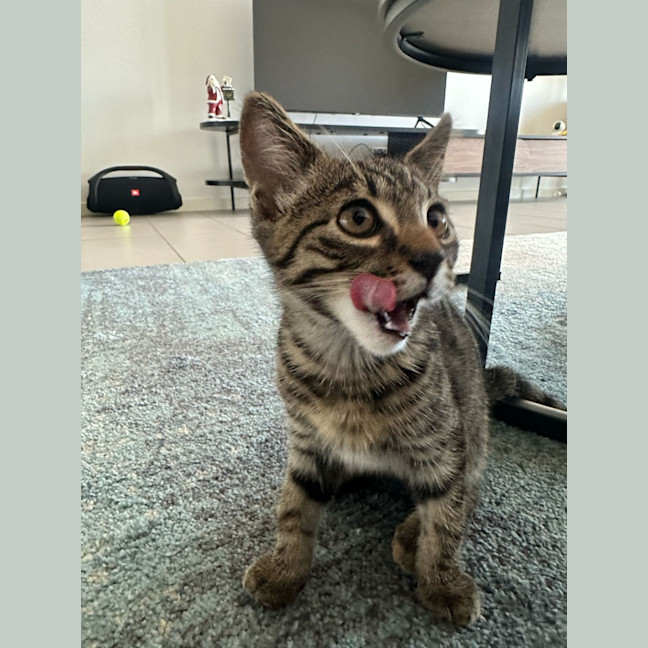 Photo of Marcus *Meet Me At Pet Stock Kingsford*