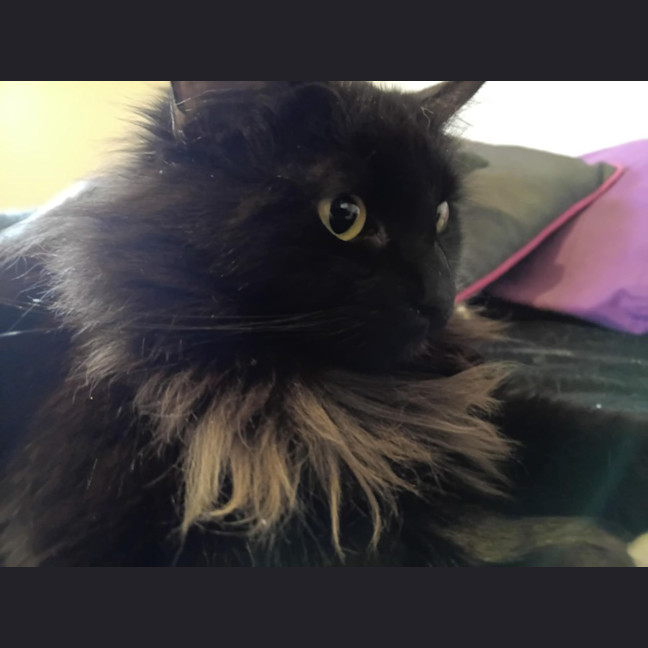 Photo of Pan