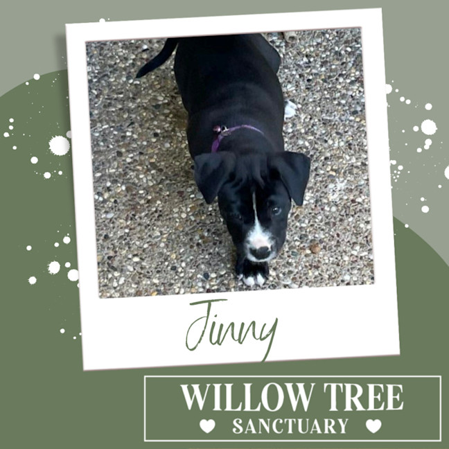 Photo of Jinny