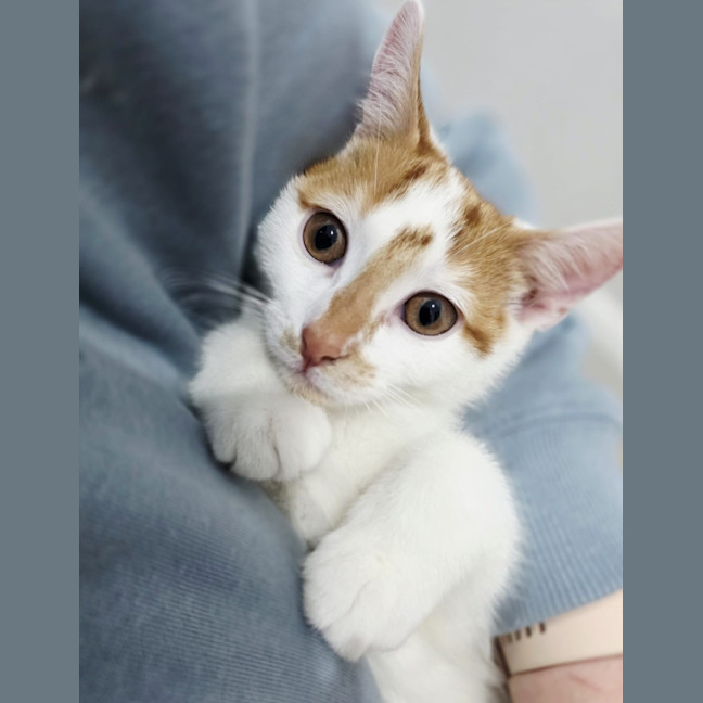 Photo of Basil