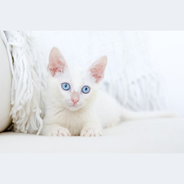 Photo of Minnie