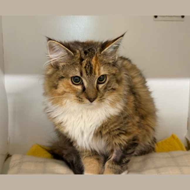 Photo of Nutmeg