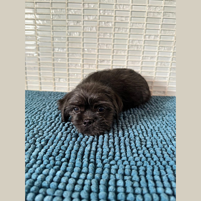 Photo of Huxley