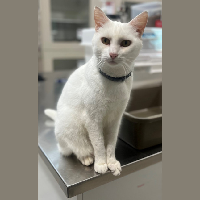 Photo of Moffy (0899)