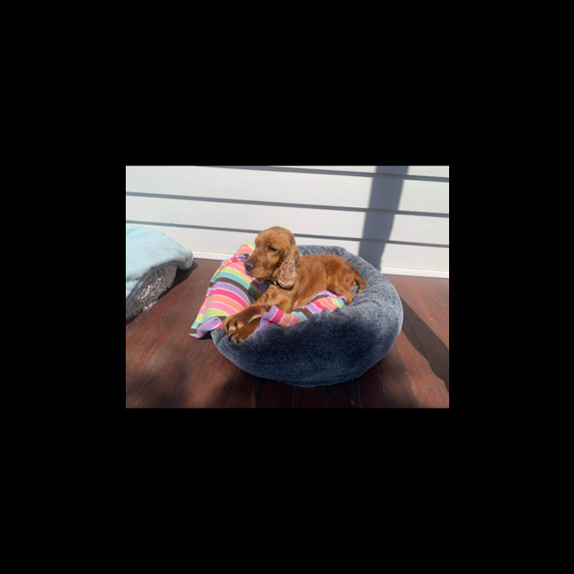 Photo of Phoebe Cocker Spaniel