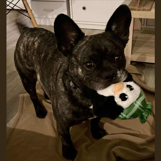 Photo of Buddy   6 Year Old Pug X French Bulldog