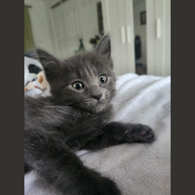 Photo of Bashful